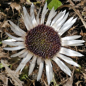 Silberdistel