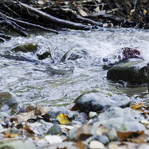 Rotlachs zwischen Steinen im Fluss