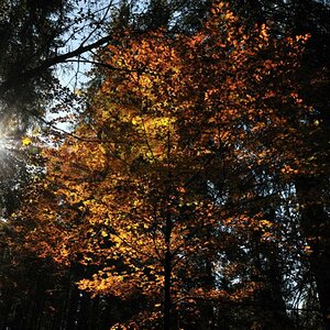 Bäume im Gegenlicht