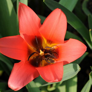 Tulpe IV