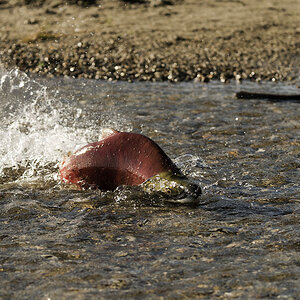 Rotlachs in flachem Wasser