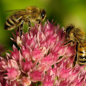 fleißige Bienen
