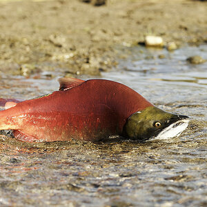 Rotlachs in sehr flachem Wasser