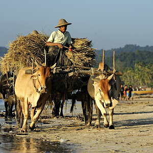 Ngapali