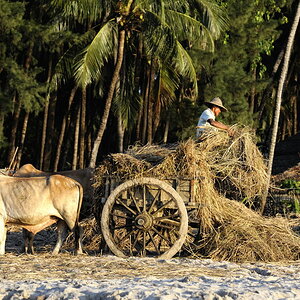 Ngapali