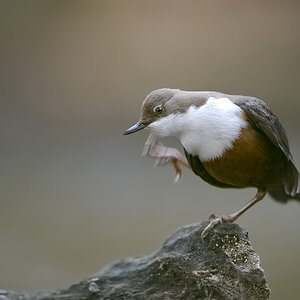 Wasseramsel