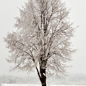 Der Baum