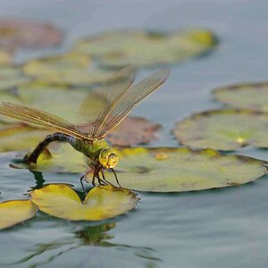 Libelle bei der Eiablage