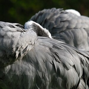 vögel DSC 7319