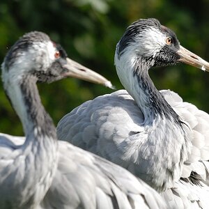 vögel DSC 7322