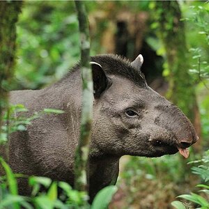 Tapir DSC 2269   3 II