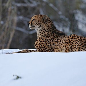 Zoo 20101225 143917