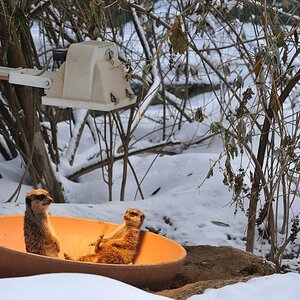 Zoo Erdmännchen2 20101225 141638