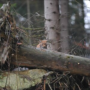 acomp Bayrischer Wald 1381