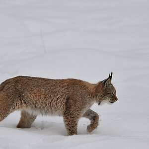 Luchs im Wildpark Hundshaupten