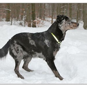 She im Schnee 4a