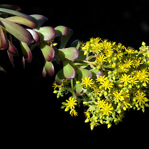 DSC 8082 Blume Forum