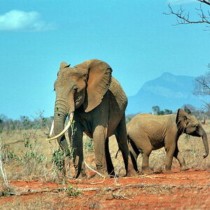 Afrika 1975 77 469