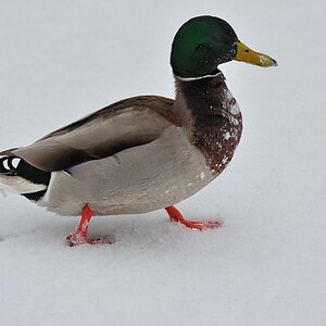 Ente, Hundshaupten