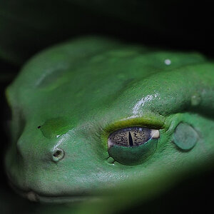 Makifrosch
Exotarium Zoo Frankfurt
