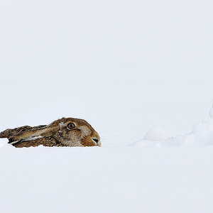 Hasi hat Hasenschneemann gebaut