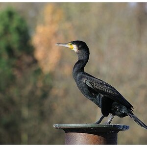 Kormoran
mit 55-300VR, f8, ISO400