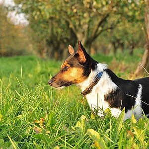 Meilo in der Herbstsonne