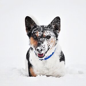 Meilo im Schnee