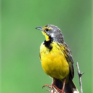bird1