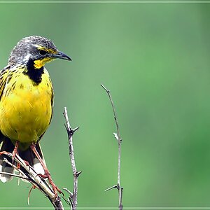 bird2