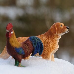 Hund und Hahn