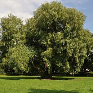 Baum in Bonn-Duisdorf