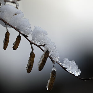 schnee raupen