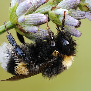 Hummel Sigma 150mm
