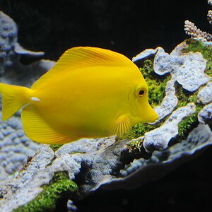 Fisch gelb