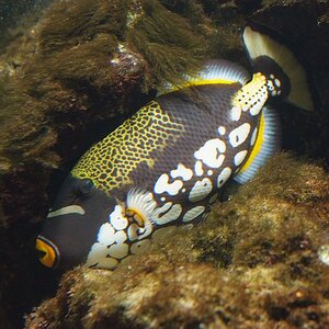 fisch 3