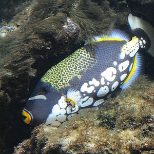 fisch4