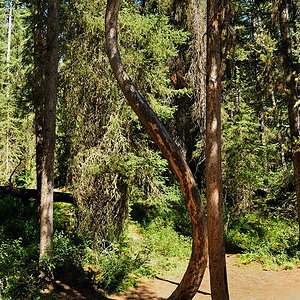 DSC4834 NF-F
Johnston Canyon
Banff