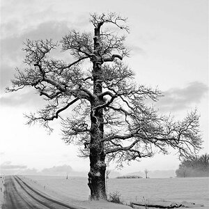 baum1 (Groß)