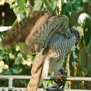 20101128 22757 [NIKON D2Xs] 400 mm,1 160 Sek. bei f   5,0 3