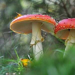 Fliegenpilz 03