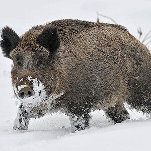 Hochwild  Dez. 2010 100