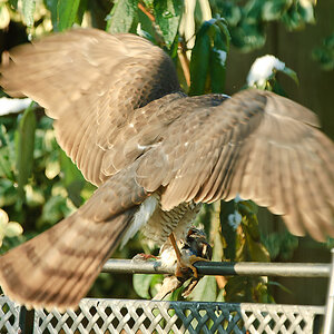 20101128 22759 [NIKON D2Xs] 400 mm,1 125 Sek. bei f   5,0