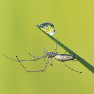 Spinne Tropfen 2010