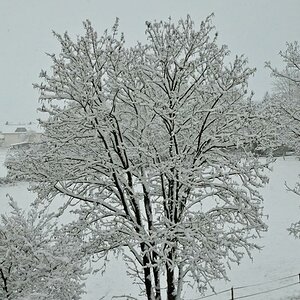 Neuschnee im Westerwald (MHX 6989AKUSMx)