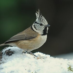 crested1119 hf