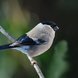 bullfinch1432 hf
