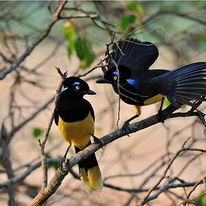 Calilegua Plush crested Jay balzend DSC 1156