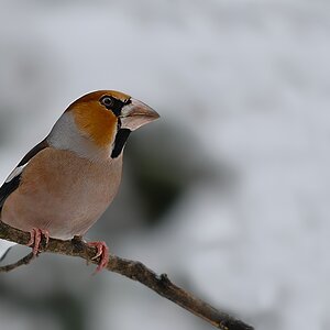hawfinch3013