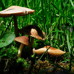 PILZ